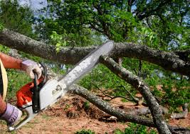 How Our Tree Care Process Works  in Folsom, PA